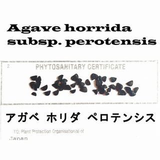 1月入荷 20粒+ アガベ ホリダ ペロテンシス 種子 種 証明書あり(その他)