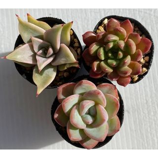 3品種 小苗　抜き苗　多肉植物　アマビレ他(その他)