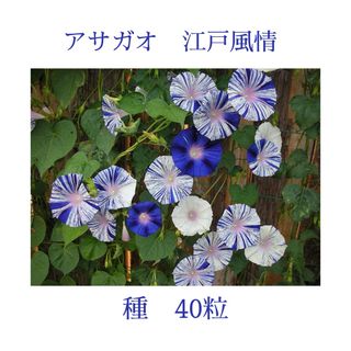 あさがお　江戸風情　種　40粒(その他)