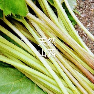 岩手県産　山フキ　ネコポス満タン800g前後(野菜)