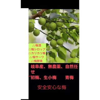 岐阜産、自然任せの 　天然 、青小梅　　初小梅 1000g (フルーツ)