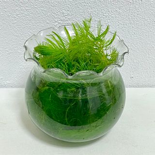 無農薬　マツモ 水草 ビオトープ　アクアリウム