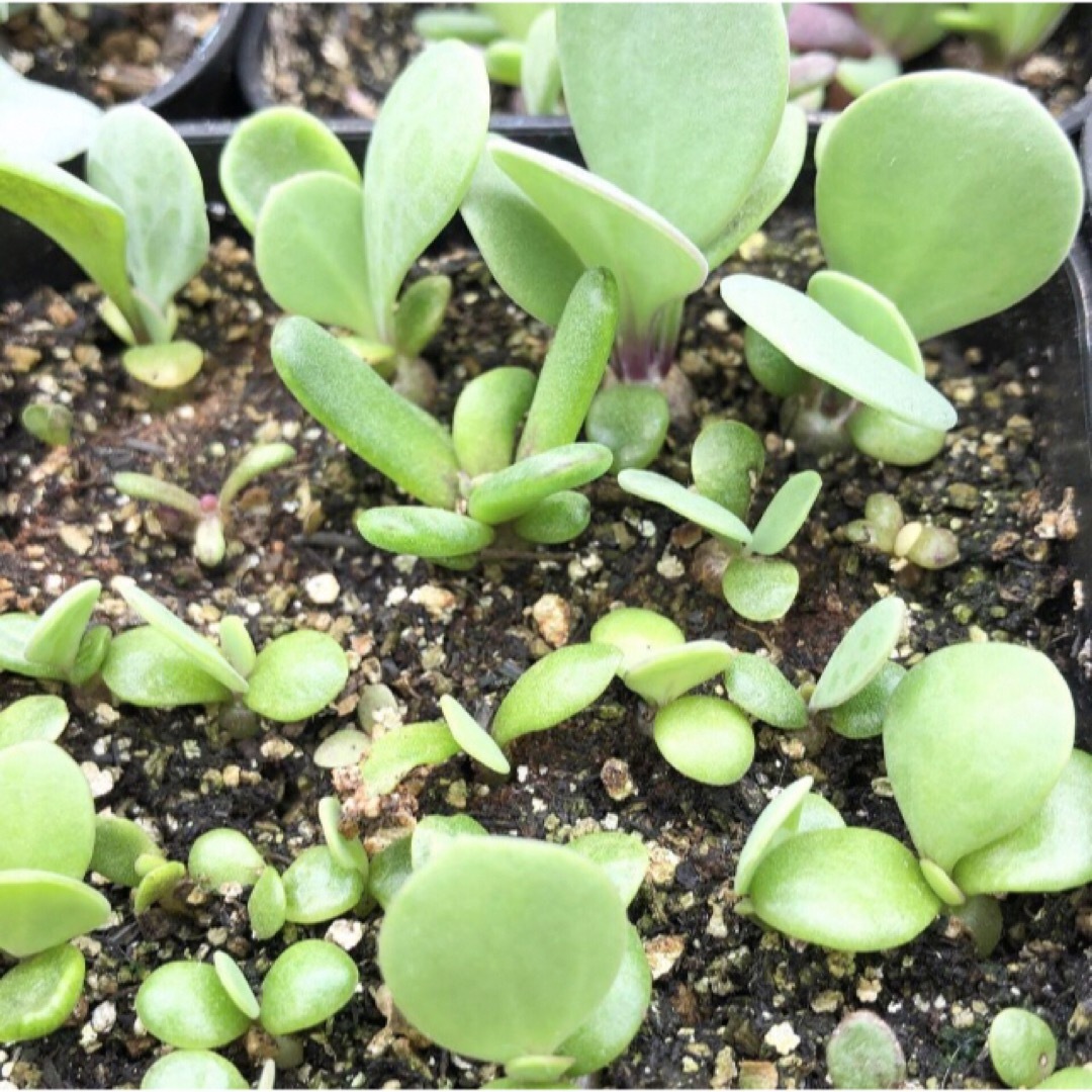 オトンナ  ウリンクリアナ　種子10粒とオマケ1粒　多肉植物　塊根植物 ハンドメイドのフラワー/ガーデン(その他)の商品写真