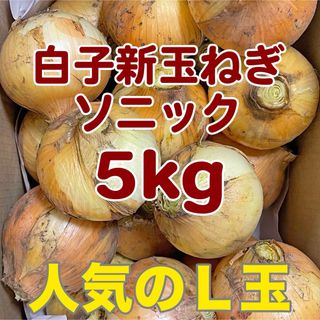 千葉県白子産 新玉ねぎ L玉 5kg  2024年産 ソニック 産地直送(野菜)