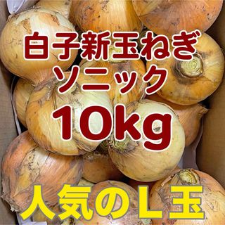 千葉県白子産 新玉ねぎ L玉 10kg 2024年産 ソニック 産地直送(野菜)