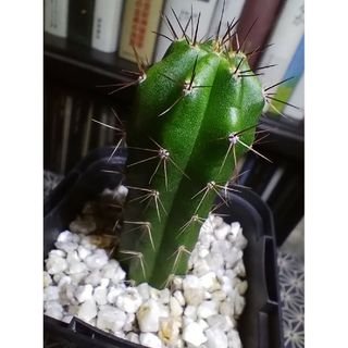 青緑柱(Trichocereus Peruvianus)柱サボテン ヨーロピアン(プランター)