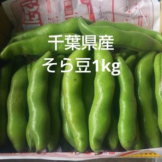 千葉県産そら豆１kg栽培期間中農薬不使用(野菜)