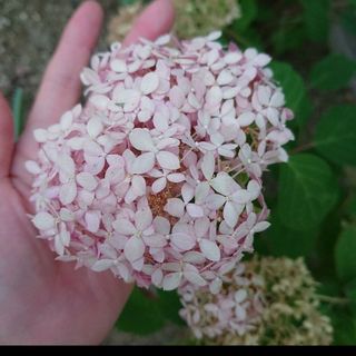 紫陽花 アジサイ  挿し木 枝 アナベル(ドライフラワー)