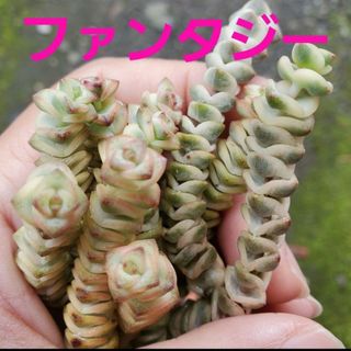 ファンタジー♡カット苗 多肉植物  1つ(その他)