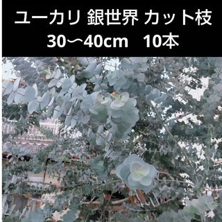 ユーカリ 銀世界 カット枝 30〜40cm 10本(その他)