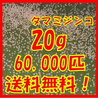 送料無料！タマミジンコ20g+α60,000匹「めだか金魚熱帯魚の生き餌に！」(ペットフード)