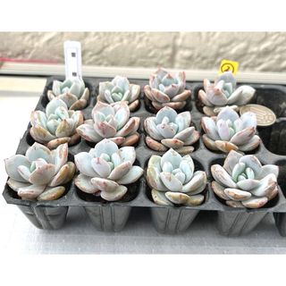 増量‼️新品種‼️美苗‼️多肉植物　エケベリア  雪橙 抜き苗 １２苗セット２(その他)