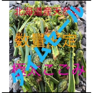 数量限定　北海道産天然物こごみ　3キロ(野菜)