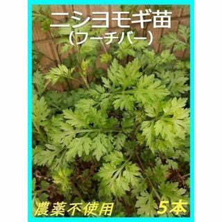 【農薬不使用・自然栽培】ニシヨモギ（フーチバー）苗 ５株(野菜)