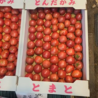 訳あり若松フルーツトマト3kg(野菜)