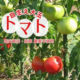 国産❤︎無農薬タネ 大玉トマト 家庭菜園 食育 野菜 固定種 国内採取 育成(野菜)