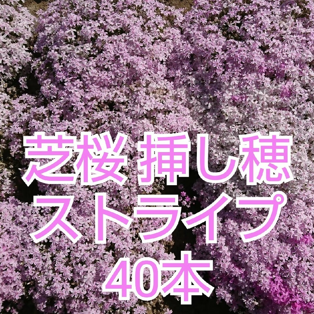 芝桜 挿し穂 40本（ストライプ） インテリア/住まい/日用品のインテリア小物(その他)の商品写真