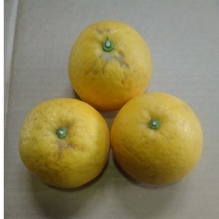 中島産 河内晩柑 御家庭用(フルーツ)