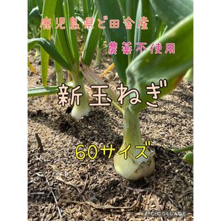 鹿児島県ど田舎産 『玉ねぎ』in60サイズ♪(野菜)