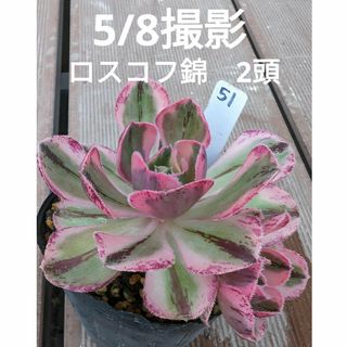 51♥ロスコフ錦♥　2頭　根あり抜き苗　多肉植物(ドライフラワー)