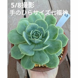 53♥手のひらサイズ七福神♥　根あり抜き苗　多肉植物(ドライフラワー)