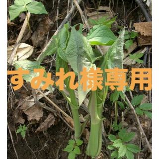 希少　北海道産ヨブスマソウ(野菜)