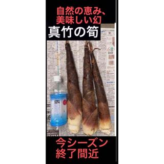 旬の味覚狩り  一番柔らかく、美味しい ■幻の真竹の筍  コンパクトいっぱい入り(その他)