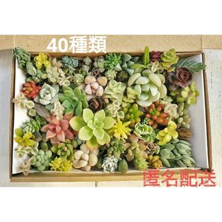 〈SALE〉カット苗 詰め合わせ 40種類 寄せ植え 多肉(その他)