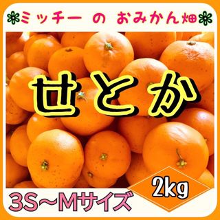 《訳あり》フルーツ果物くだもの果実みかん柑橘《せとか(小玉)／えひめ産》(フルーツ)