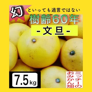 ●ぶんたん土佐文旦フルーツ果物くだもの果実みかん柑橘《文旦／えひめ産》(フルーツ)