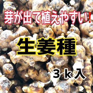 生姜種‼️芽が出て植えやすい‼️３ｋ入‼️(野菜)