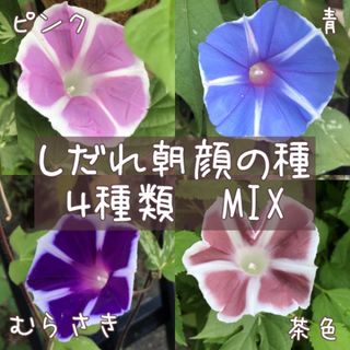 枝垂れ朝顔の種　MIX(その他)