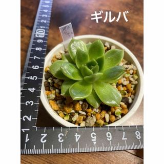 多肉植物　ギルバ　抜き苗(その他)