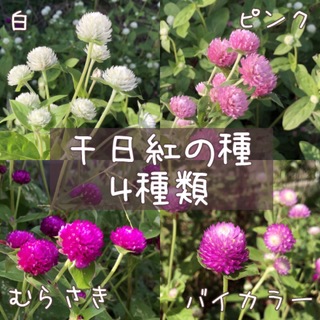 【春蒔き】千日紅　紫、ピンク、白、バイカラー　の種(その他)