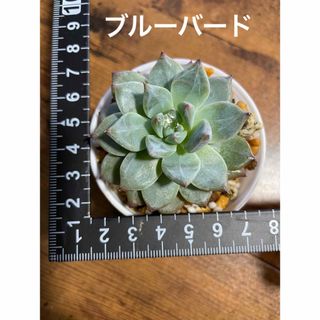 多肉植物　ブルーバード　抜き苗(その他)