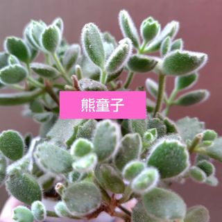 【多肉植物】熊童子　カット苗　2本(その他)