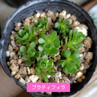 【多肉植物】ロスラリア　プラティフィラ　カット苗(その他)