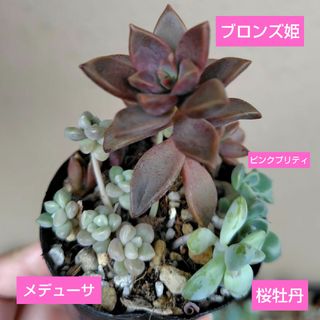 【多肉植物】ピンクプリティ、桜牡丹など　微根(その他)