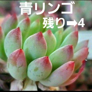 残り➡︎4❤︎とっても可愛い♡青リンゴ 根付き 1つ 多肉植物(その他)