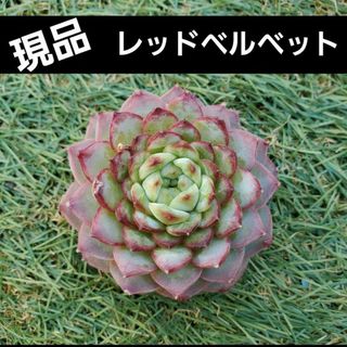 しっかりサイズ♡レッドベルベット❤︎カット苗 多肉植物 1つ 現品♡(その他)