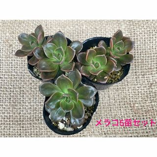 【多肉丼にも！】多肉植物　エケベリア　メラコ抜き苗5苗セット(その他)