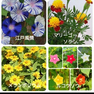 花の種　夏の花いろいろセット(プランター)