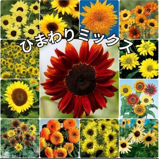 花の種《珍しい品種の  ひまわり  ミックス種》向日葵  ヒマワリ(その他)