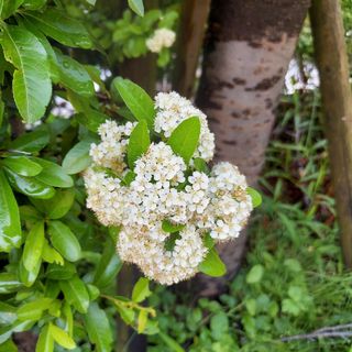 こでまり　挿し木　5本(プランター)