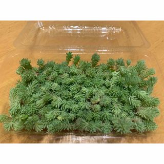 多肉植物　セダム　班入りパリダム(その他)