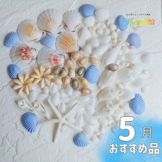 貝殻　シェル　パーツ　天然素材　海　お買い得　飾り　クラフト　夏　デコパーツ(各種パーツ)