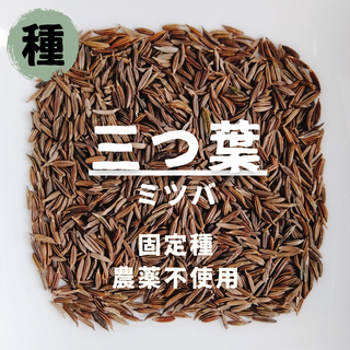 【種】三つ葉　ミツバ　無農薬　100粒(野菜)