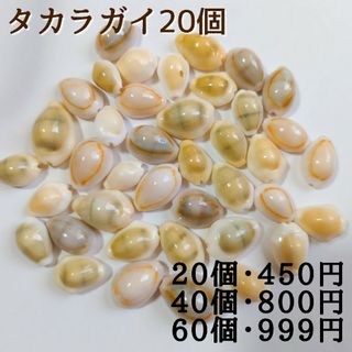 タカラガイ 20個　宝貝　貝殻　カウリーシェル　ハナビラダカラ　海　アクセサリー(各種パーツ)