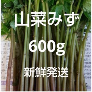 8 山菜　みず　ミズ　600g  新鮮発送(野菜)