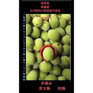 コメント専用、自然任せの  　天然 青大梅　初梅  正味1000g(フルーツ)